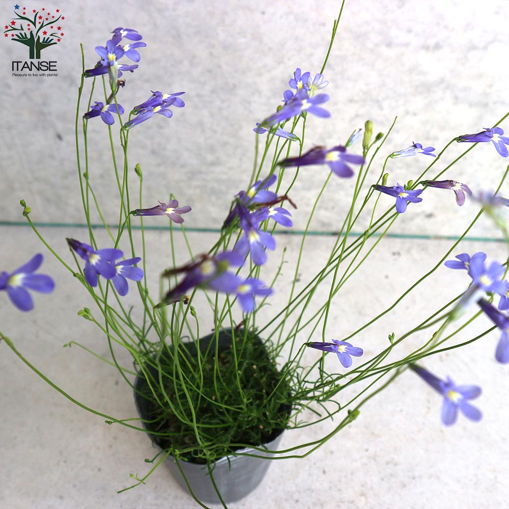 ロベリアの苗 丈夫で開花期が長い宿根ロベリア パラシオンブルー2個