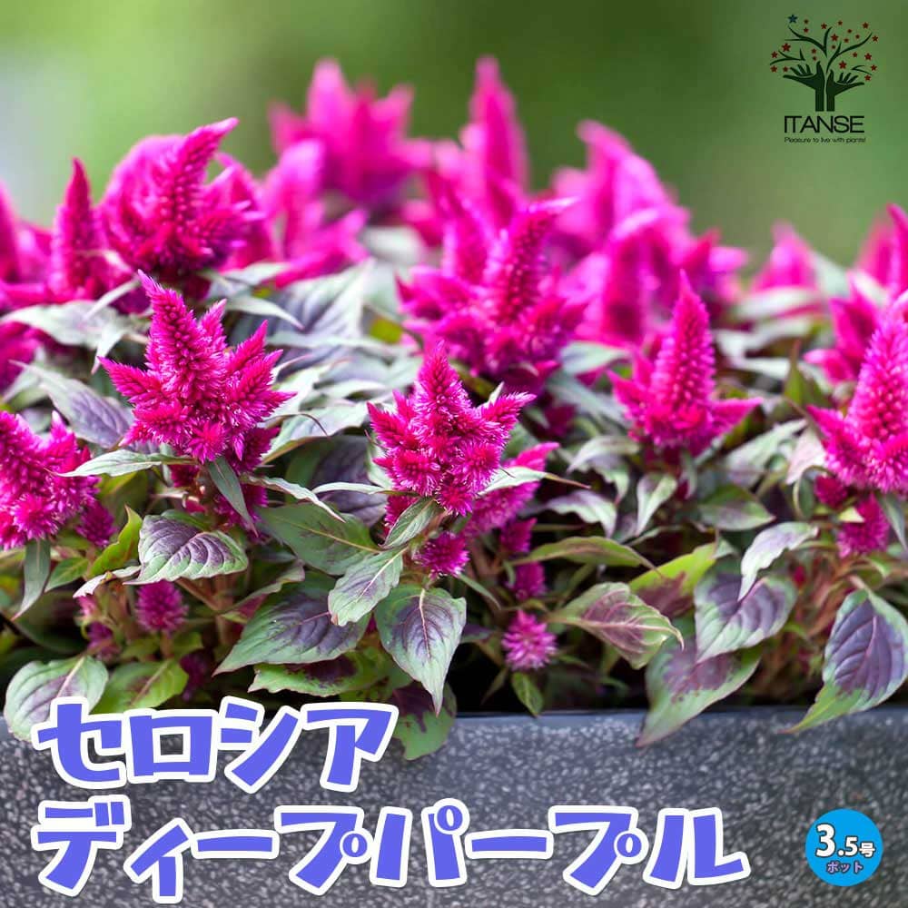 ディープパープル まとめ売り DEEP PURPLE ディープパープル レコード