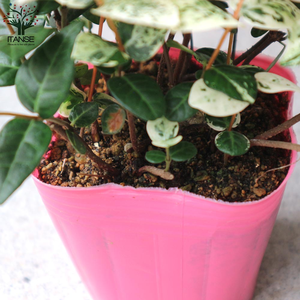 初雪カズラの苗 ハツユキカズラ【花苗 3号ポット】｜ 【植物の