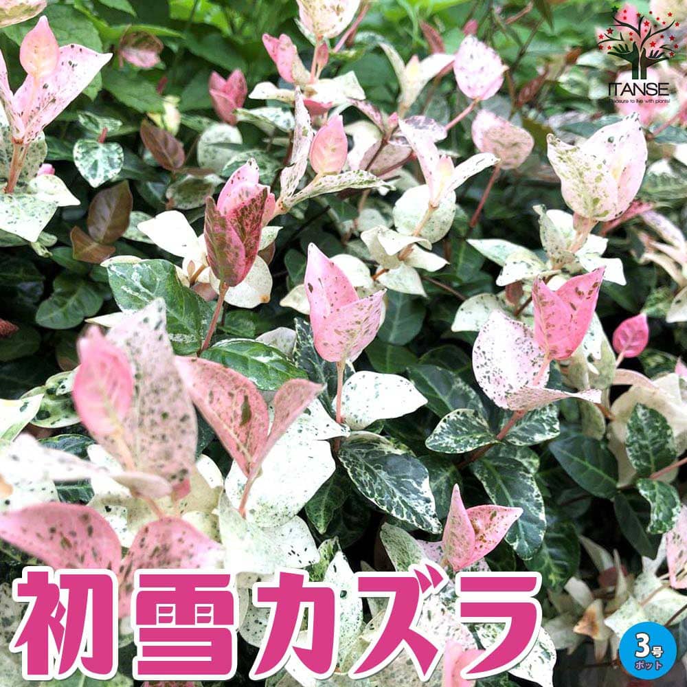 初雪カズラの苗 ハツユキカズラ【花苗 3号ポット】