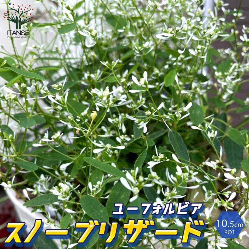 アテモヤの苗木 熱帯果樹【果樹の苗木 13.5cmセミロングPOT 接木苗／1