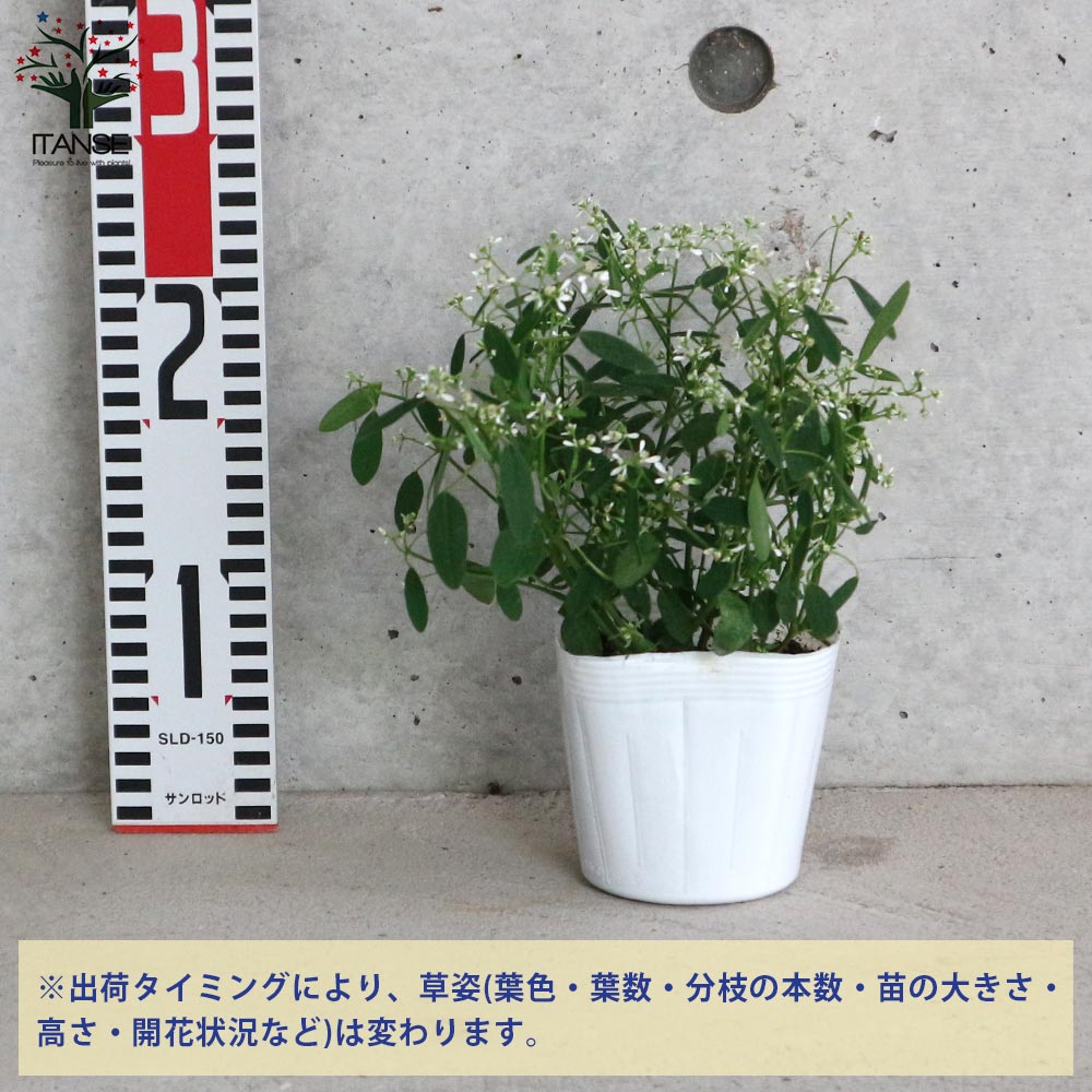 ユーフォルビアの苗 スノーブリザード【花苗 3.5号ポット苗】｜ 【植物