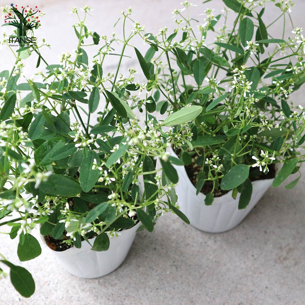 ユーフォルビアの苗 スノーブリザード【花苗 3.5号ポット苗】｜ 【植物