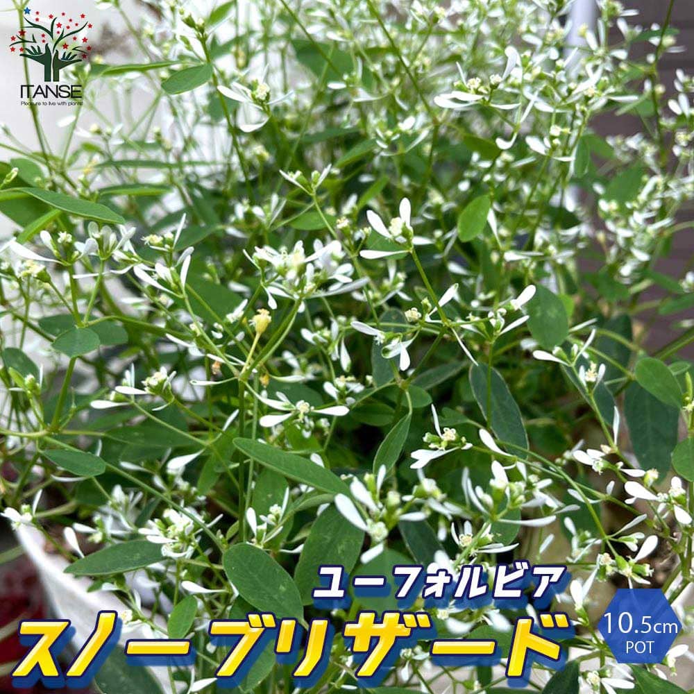 ユーフォルビアの苗 スノーブリザード【花苗 3.5号ポット苗】