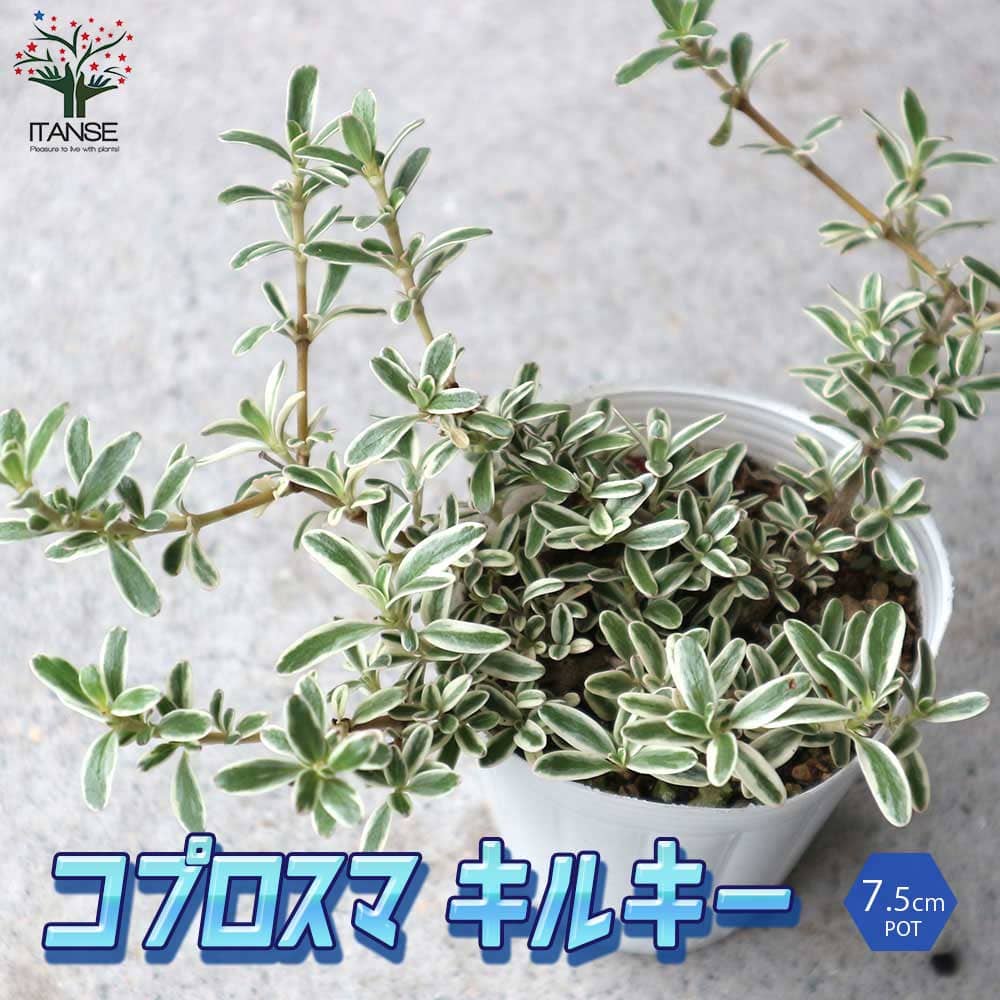 コプロスマ・キルキーの苗 【花苗 2.5号ロングポット苗】