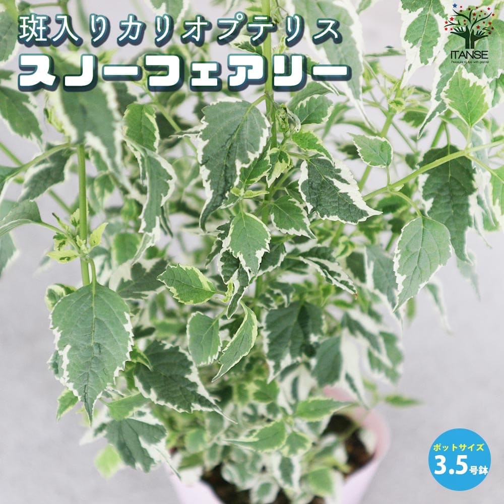 斑入りオリーブ苗　③ 斑入りカリオプテリス・スノーフェアリーの苗 【花苗 3.5号ポット苗