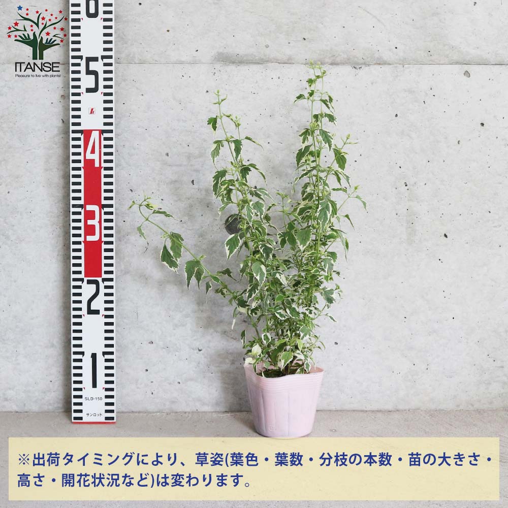 斑入りカリオプテリス・スノーフェアリーの苗 【花苗 3.5号ポット苗