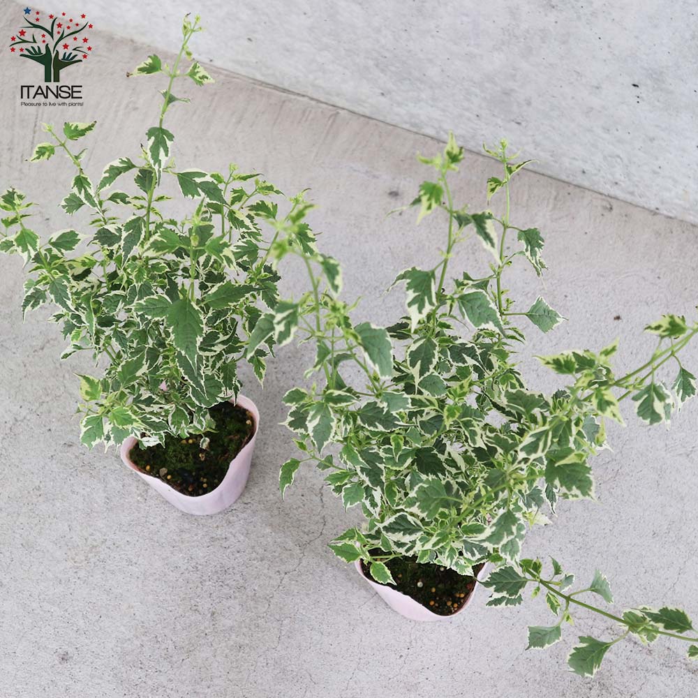 斑入りカリオプテリス・スノーフェアリーの苗 【花苗 3.5号ポット苗