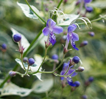 斑入りカリオプテリス・スノーフェアリーの苗 【花苗 3.5号ポット苗