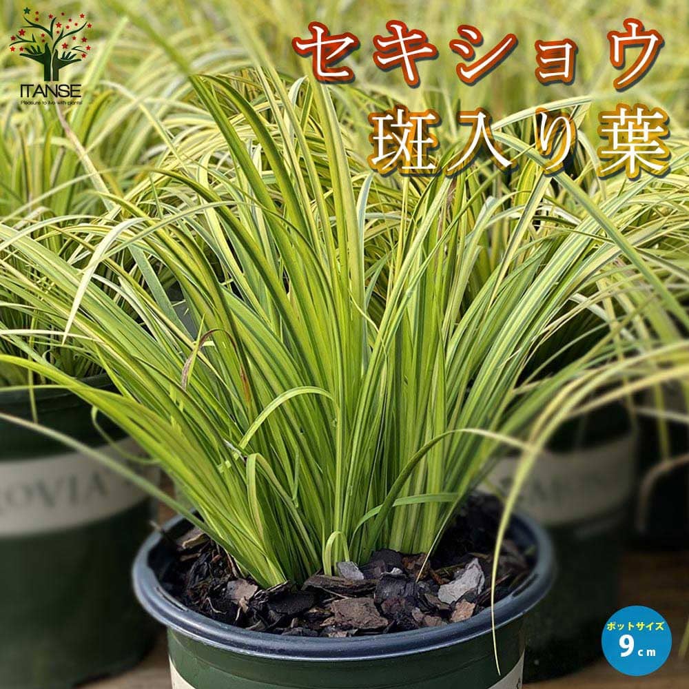 セキショウ 斑入り葉 【花苗 9cmポット苗】