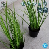 セキショウ 緑葉【花苗 9cmポット苗】|花苗