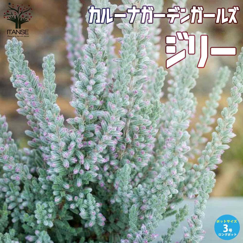 カルーナ ガーデンガールズ・ジリー 【庭木 3号ロングポット苗】