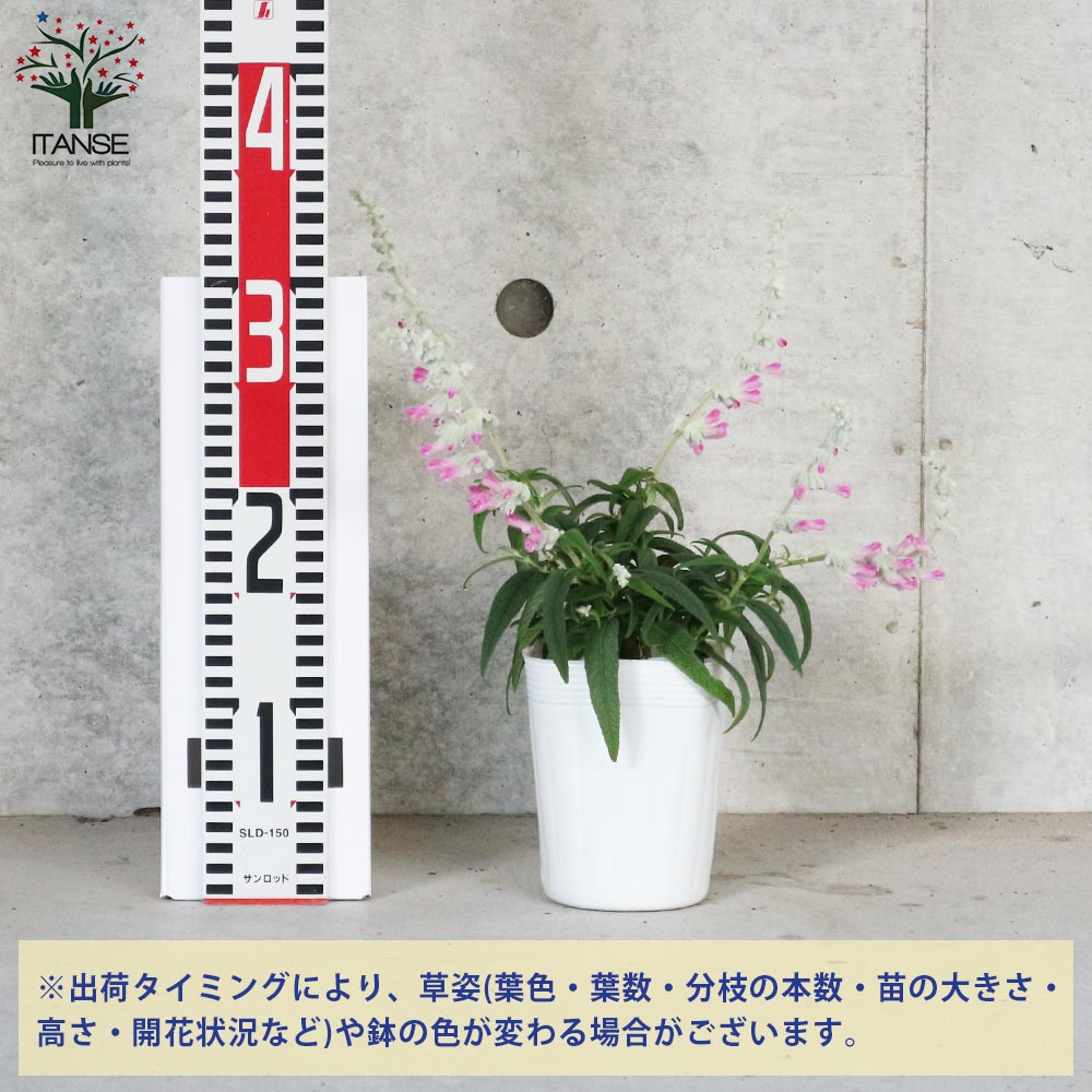 サルビア・レウカンサ・ピンクアメジスト 【花苗 3.5号ポット苗