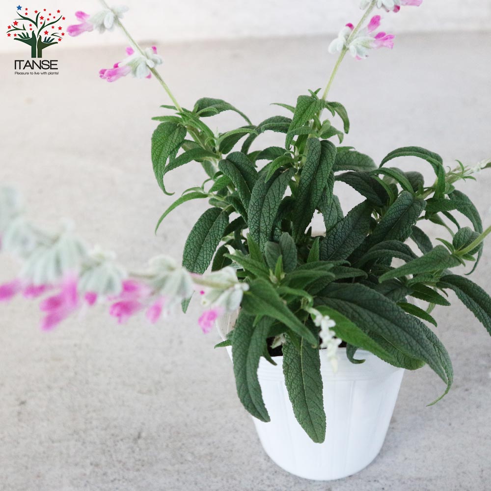 サルビア・レウカンサ・ピンクアメジスト 【花苗 3.5号ポット苗