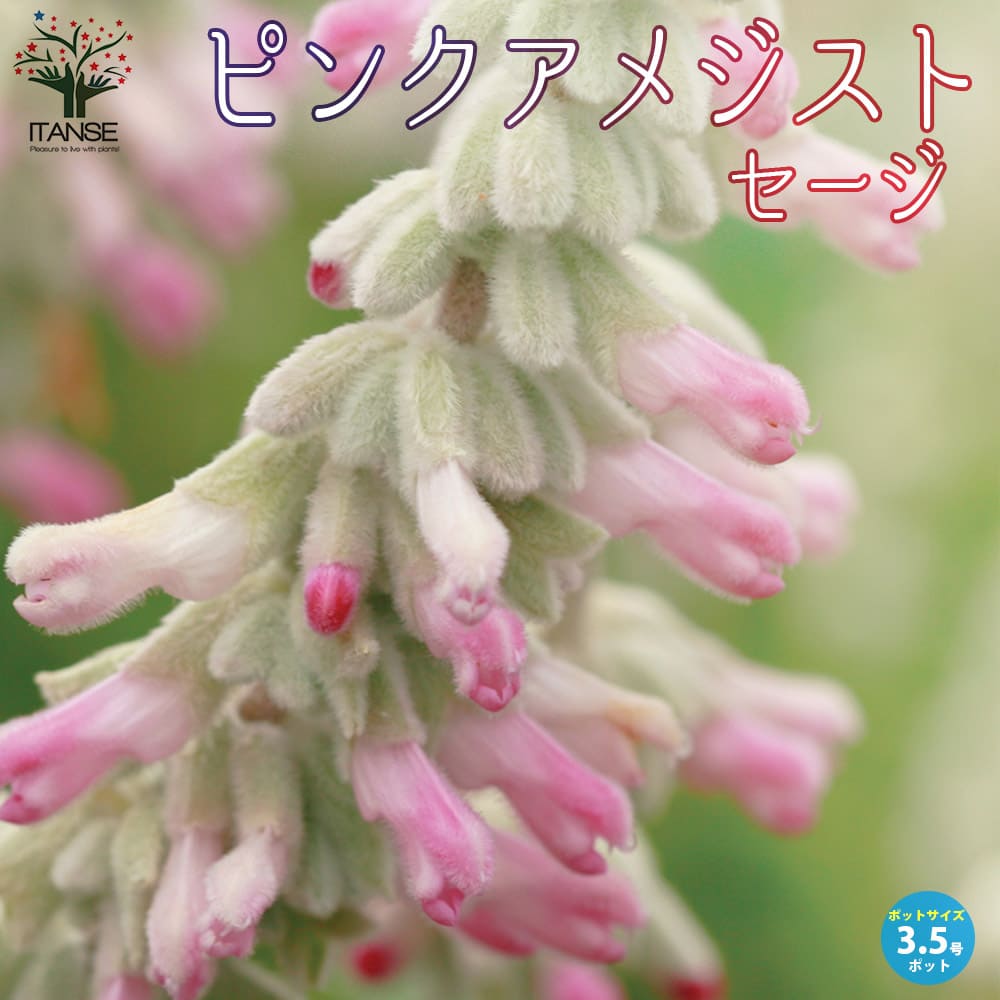 サルビア・レウカンサ・ピンクアメジスト 【花苗 3.5号ポット苗】