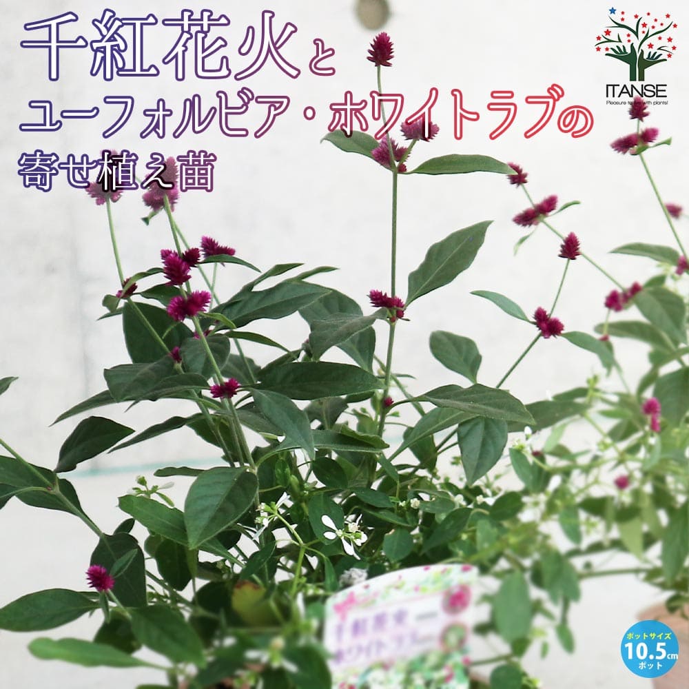 千紅花火とユーフォルビア・ホワイトラブの寄せ植え苗 【花苗 10.5cmポット】