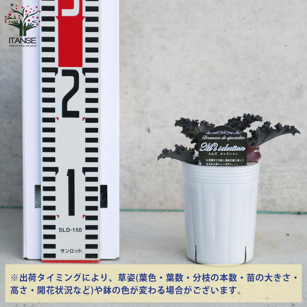 bushdebrunt バーティカル　タンカラー スモール バーティカル カバ ハンドバッグ ナチュラル タン