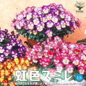 スミレ 虹色スミレ3個〜【花苗 3.5号ポット苗／色ミックス見計らい】|花苗