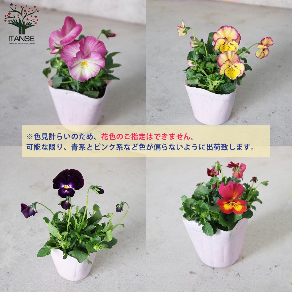スミレ 虹色スミレ3個～【花苗 3.5号ポット苗／色ミックス見計らい