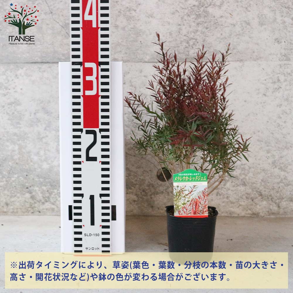 メラレウカ・レッドジェム 【庭木 3号ポット苗 庭園樹木・ハーブ・花木