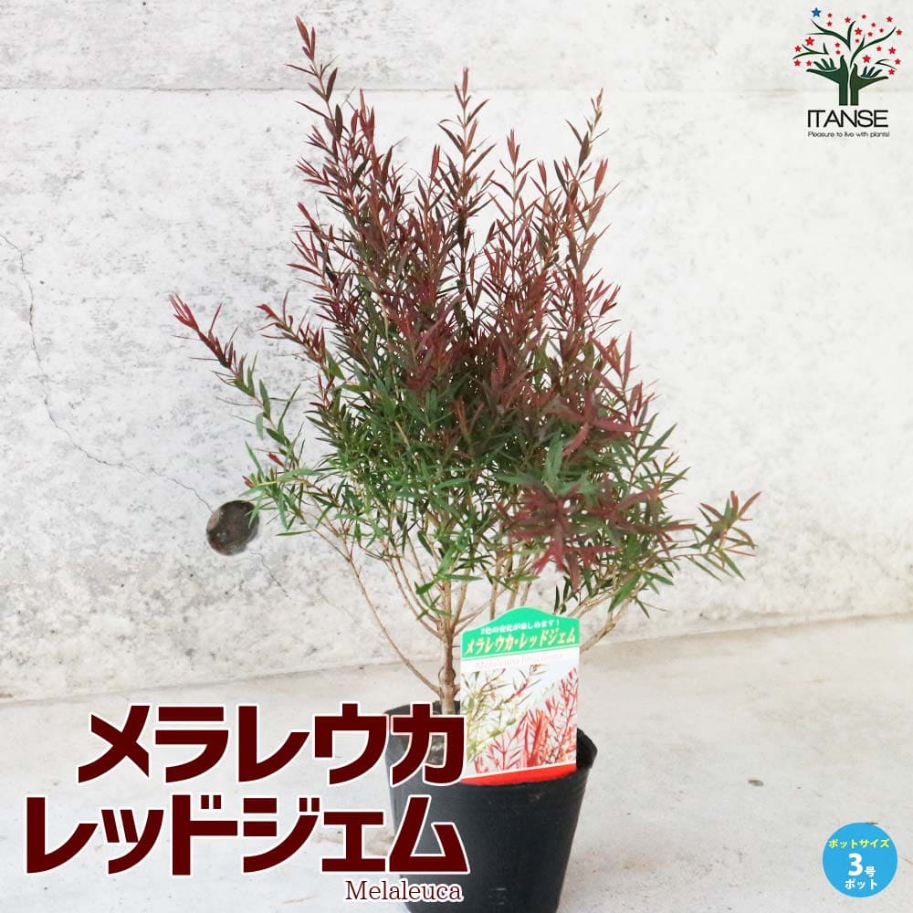 メラレウカ・レッドジェム 【庭木 3号ポット苗 庭園樹木・ハーブ・花木
