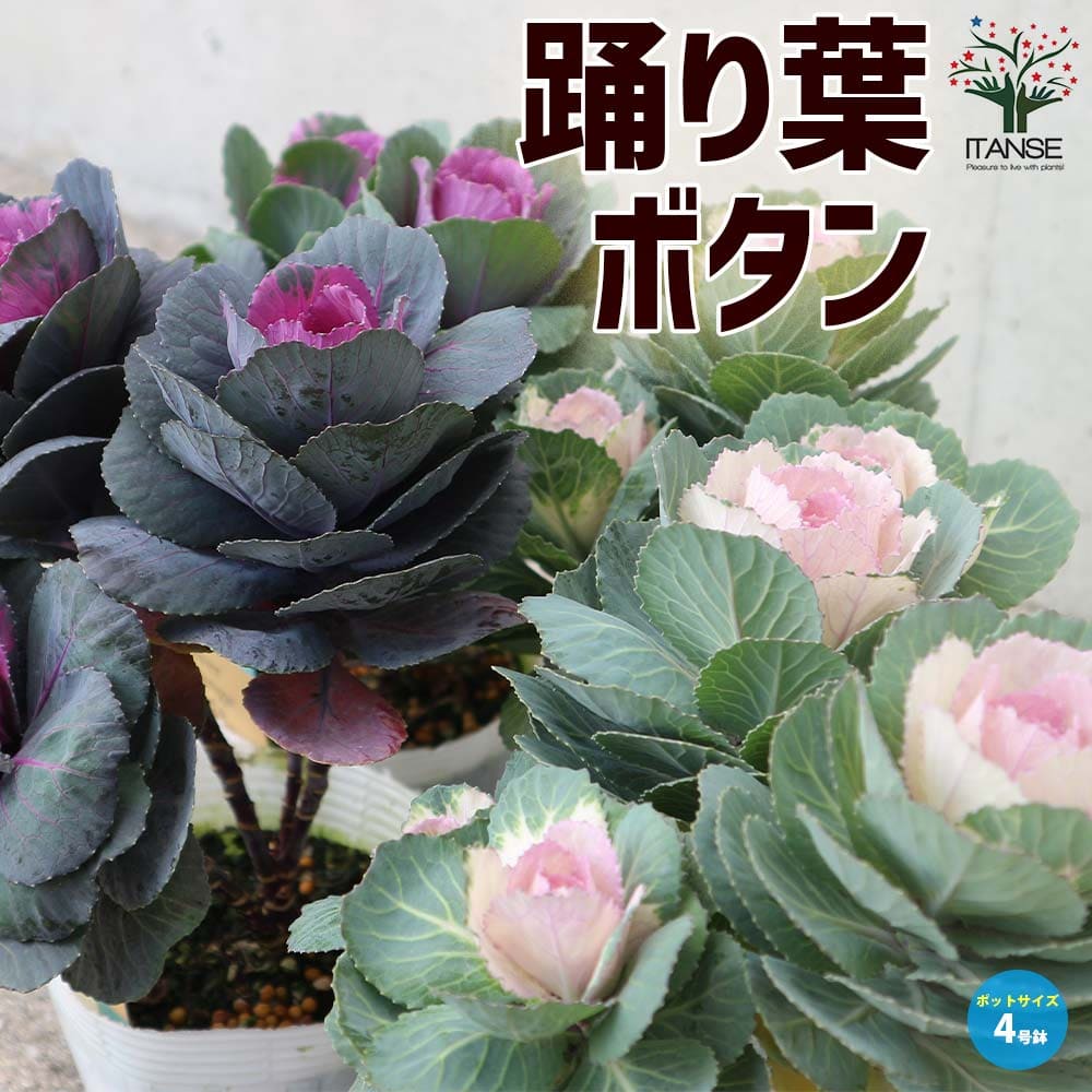 踊り葉ボタン 色ミックス2個～【花苗 4号ポット大苗】
