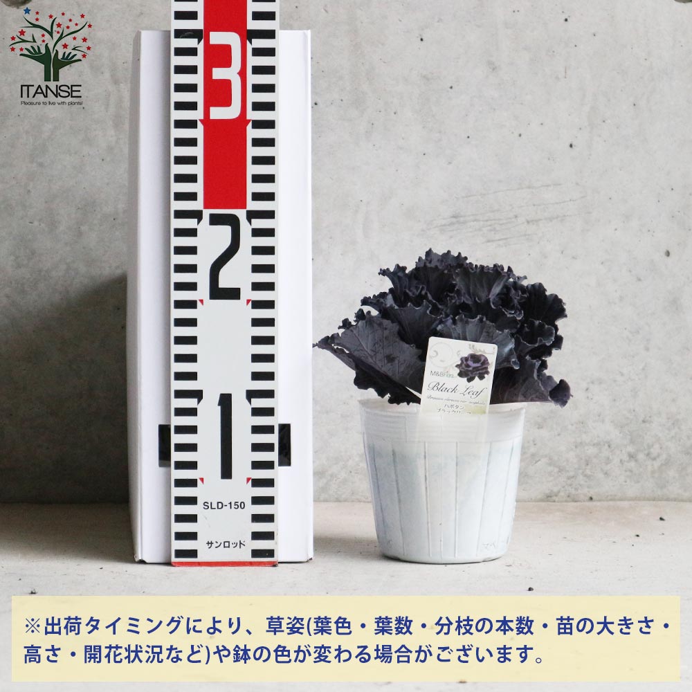 【花苗】ミニ葉ボタン ジュエリーシリーズ BLACK LEAF おまけ種子付き 花苗】ミニ葉ボタン ジュエリーシリーズ BLACK LEAF おまけ種子付き