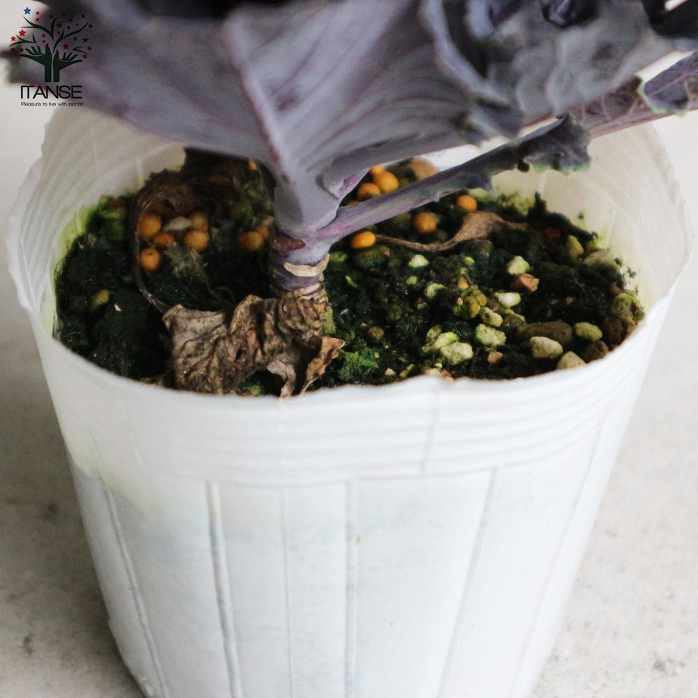 葉ボタン ブラックリーフ【花苗 3.5号ポット苗】｜ 【植物の