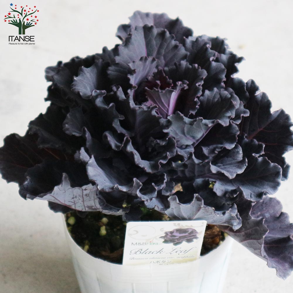 葉ボタン ブラックリーフ【花苗 3.5号ポット苗】｜ 【植物の