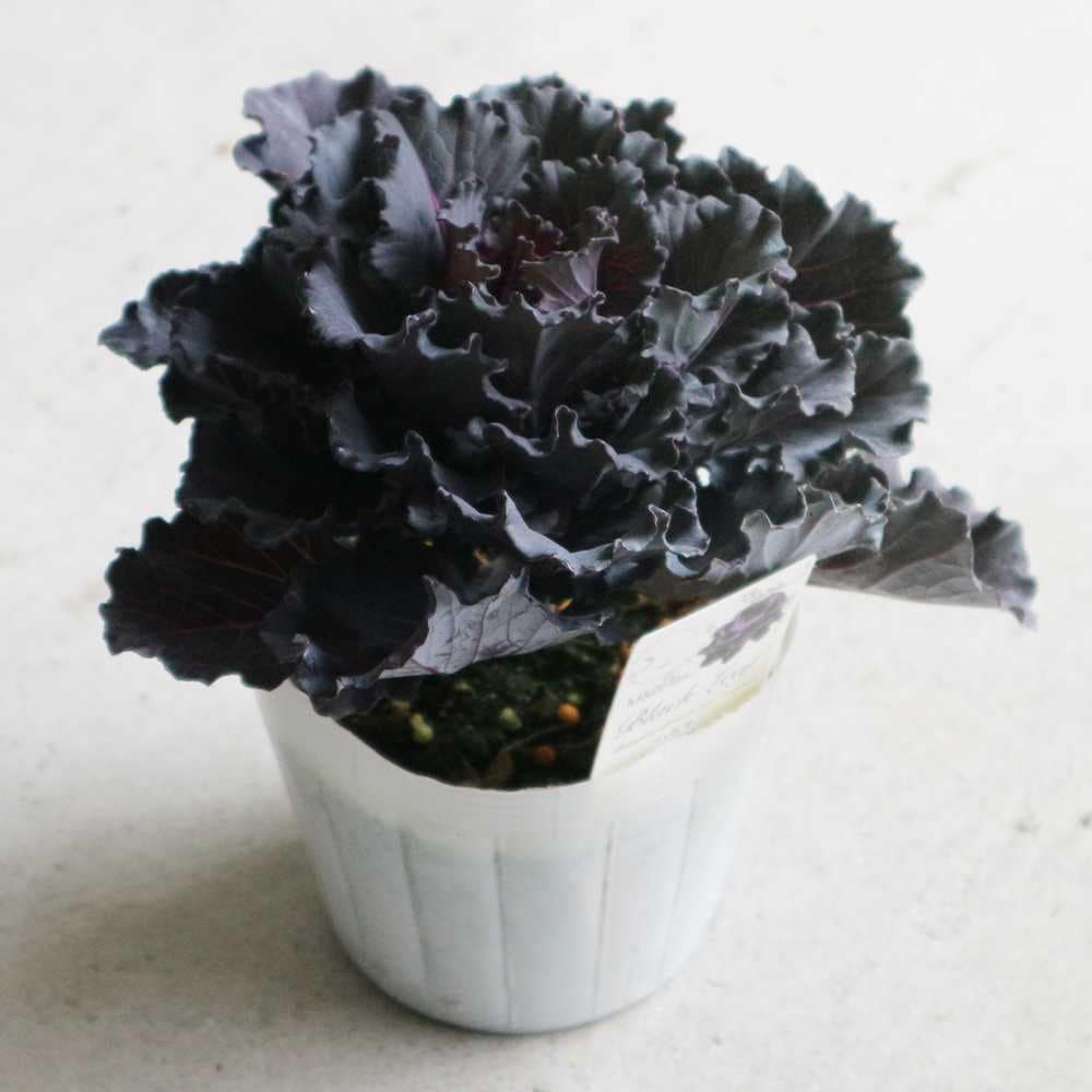 【花苗】ミニ葉ボタン ジュエリーシリーズ BLACK LEAF おまけ種子付き 花苗】ミニ葉ボタン ジュエリーシリーズ BLACK LEAF おまけ種子付き