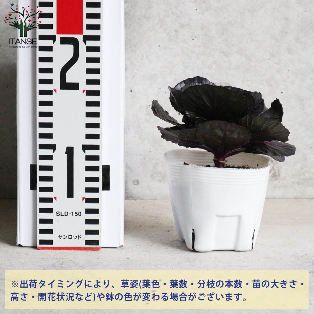 葉ボタン ブラックパール(神戸ジェンヌ・光子)【花苗 3.5号ポット苗