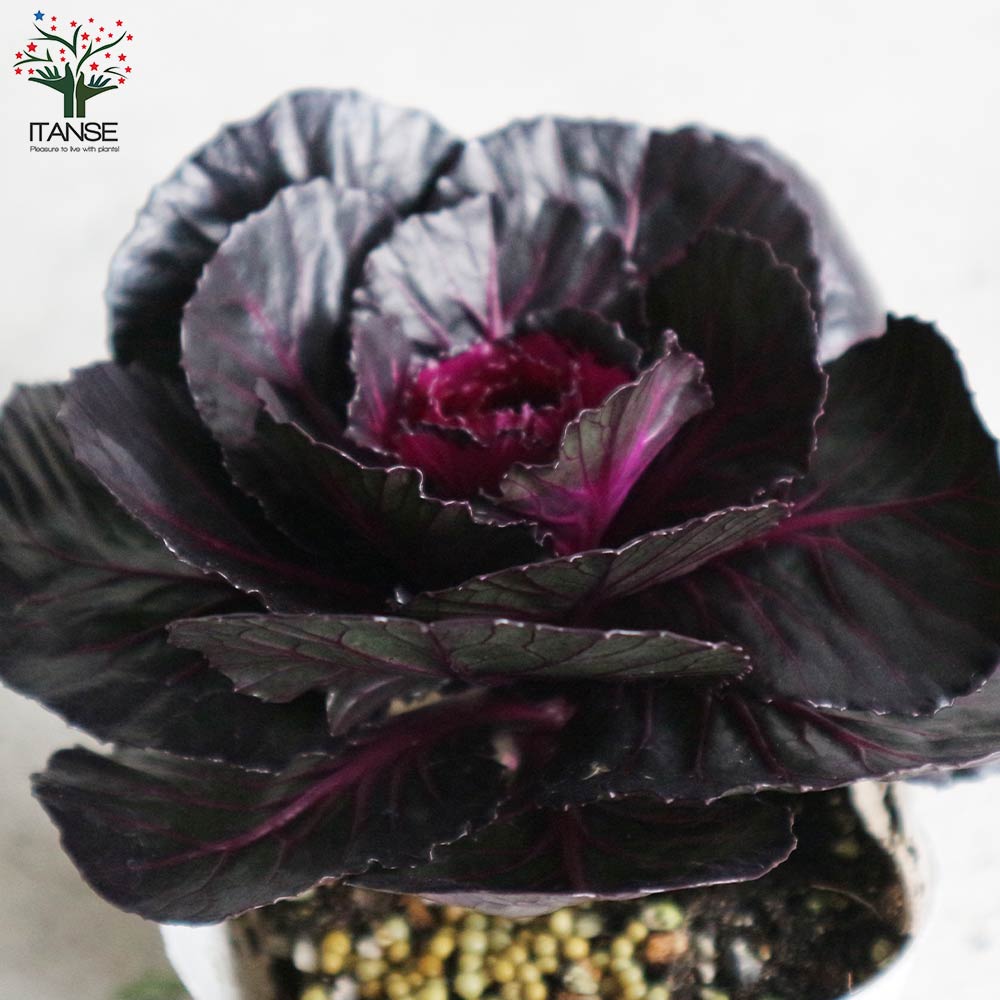葉ボタン ブラックパール(神戸ジェンヌ・光子)【花苗 3.5号ポット苗