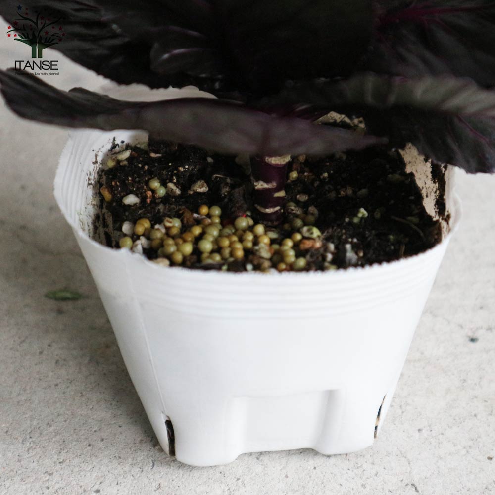 観葉植物 陶器鉢 長い葉んーブラックバール 鉢カバー 黒・ブラック 10号 | 観葉植物の鉢ならHitoHana