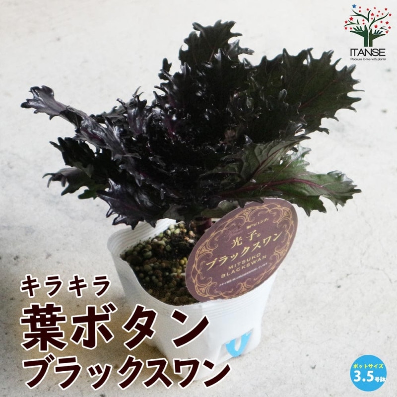 葉ボタン ブラックリーフ【花苗 3.5号ポット苗】｜ 【植物の