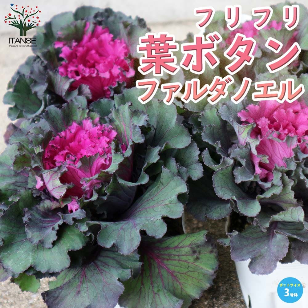 葉ボタン ファルダノエル (神戸ジェンヌ)【花苗 3.5号ポット苗】