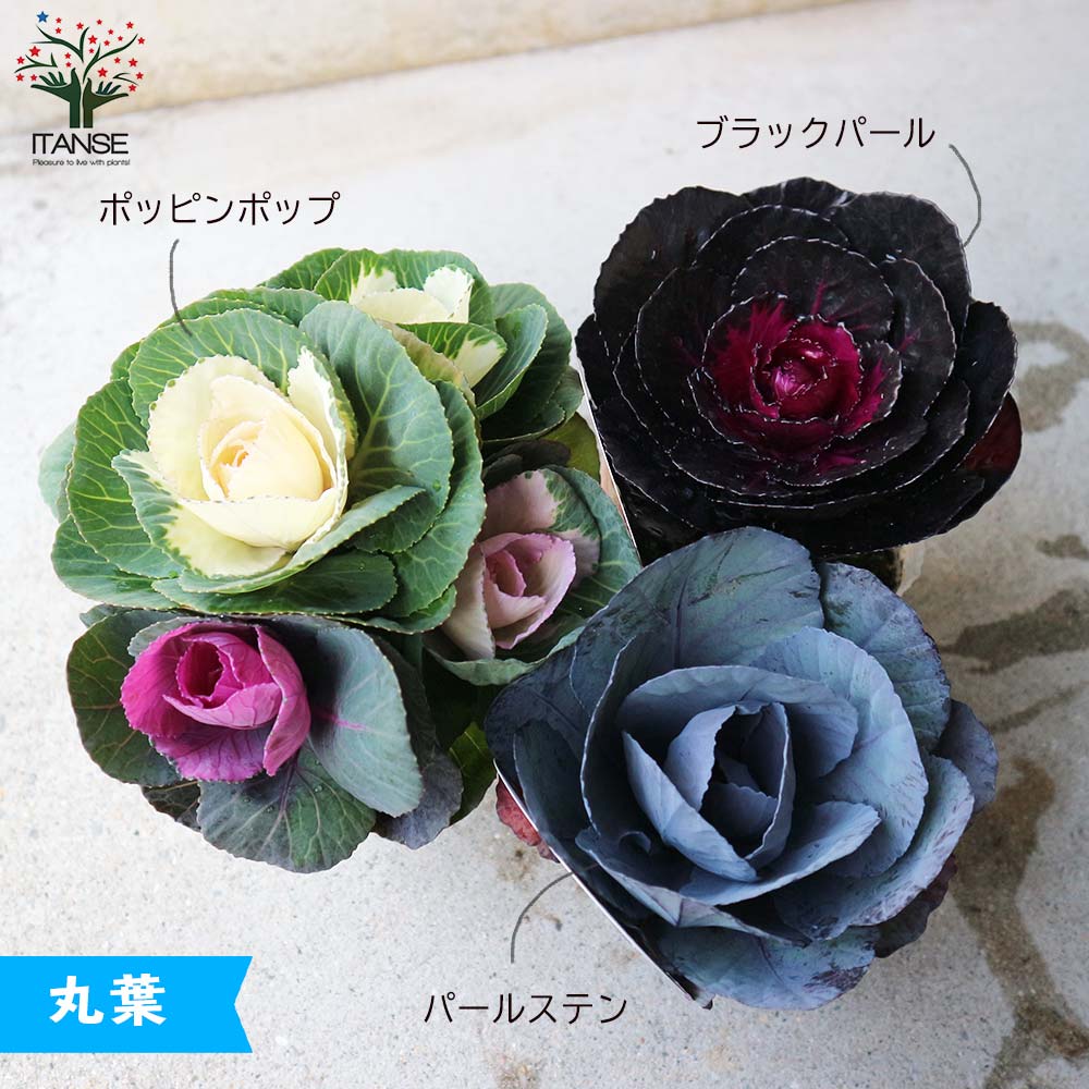 美しくて個性的な最新葉ボタン苗 おまかせセット【花苗 9～12cm