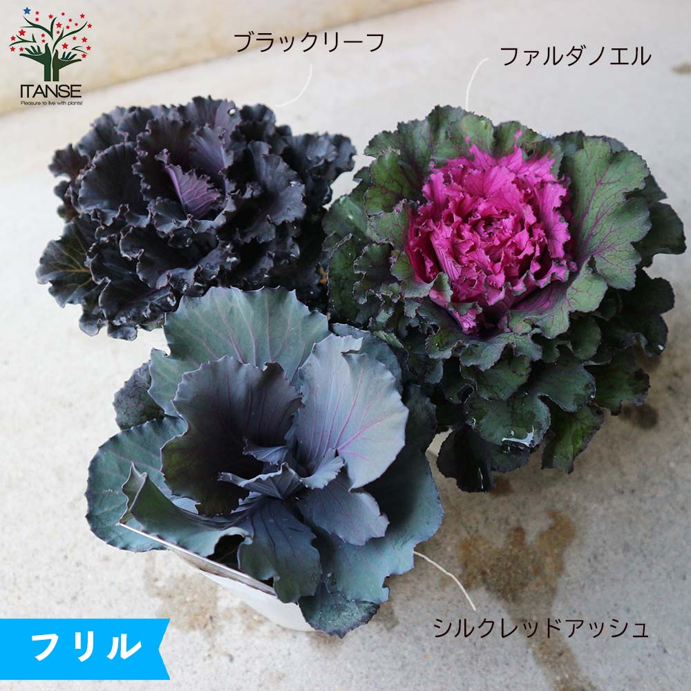 美しくて個性的な最新葉ボタン苗 おまかせセット【花苗 9～12cm