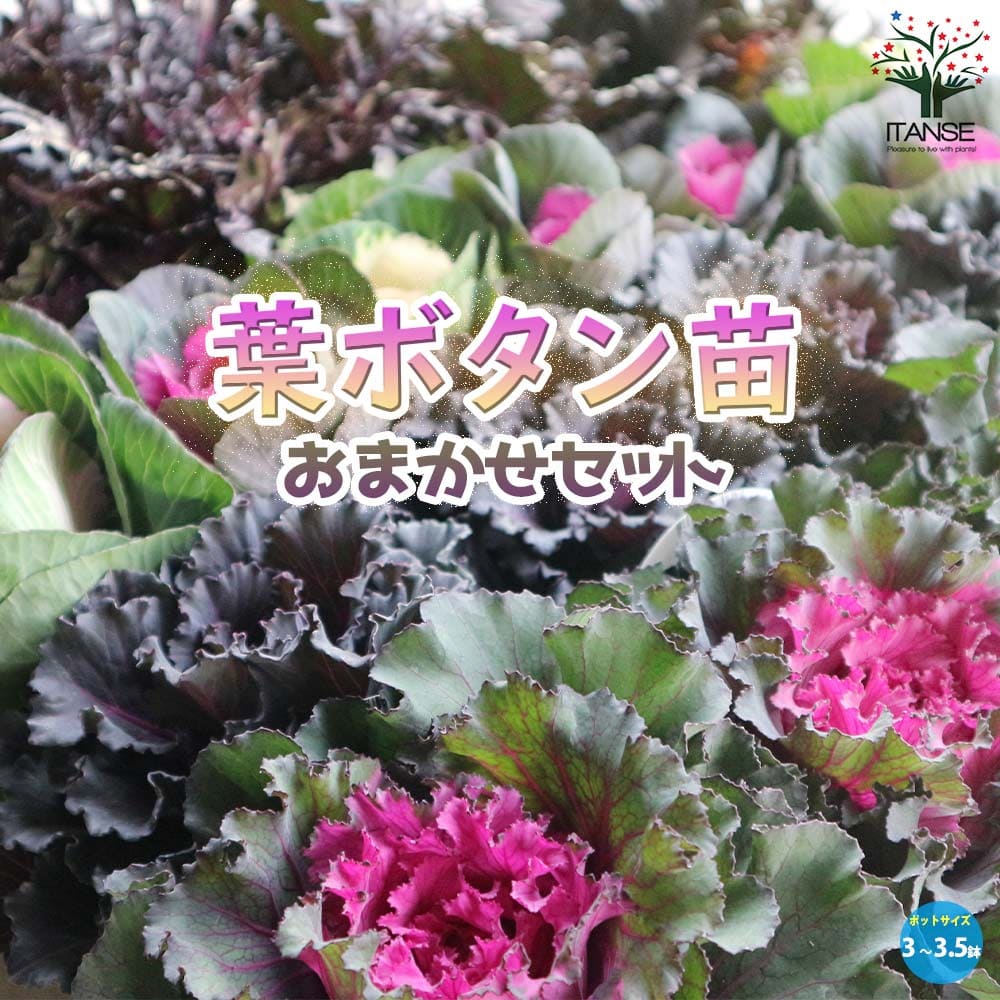 美しくて個性的な最新葉ボタン苗 おまかせセット【花苗 9～12cmポット苗】