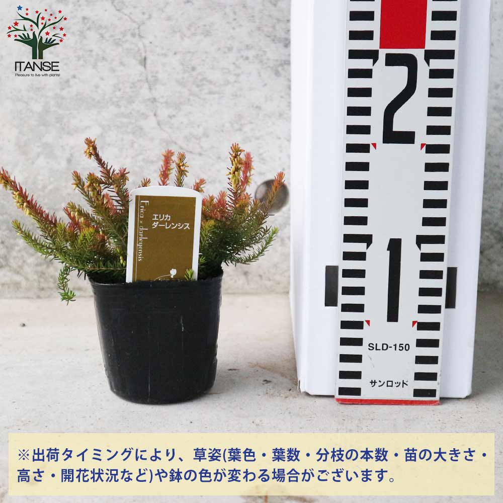 エリカ ダーリエンシス エバーゴールド【花苗 9cmポット苗