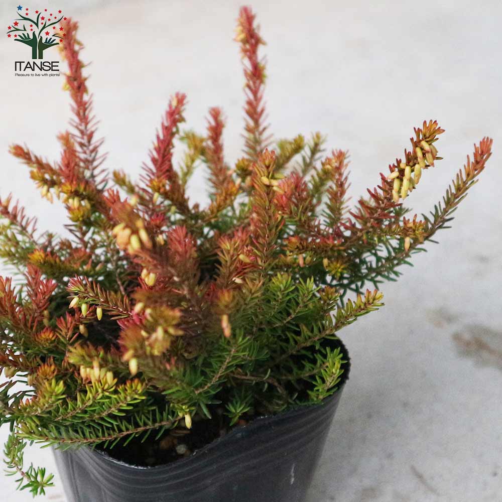 超希少ウリハダカエデ「メタリックゴールド」接木7号ポット苗 超希少