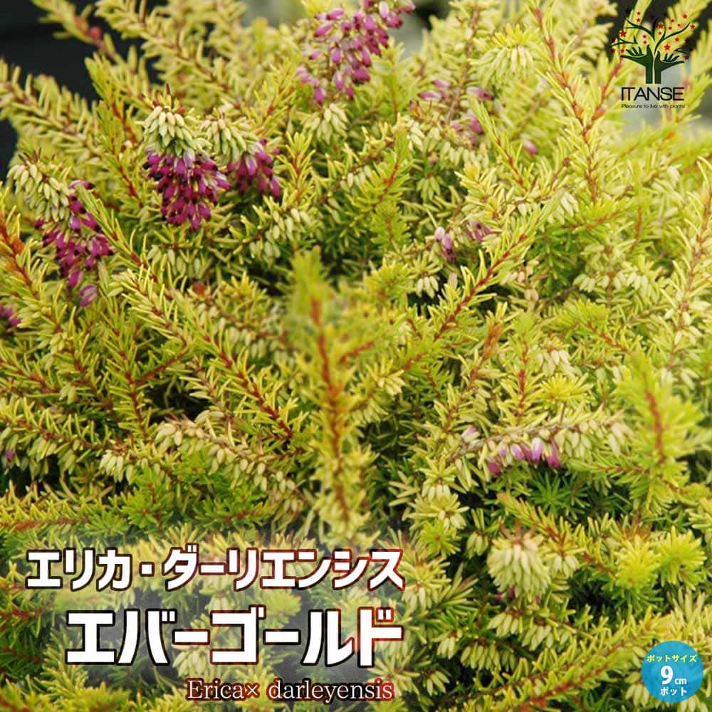 エリカ ダーリエンシス エバーゴールド【花苗 9cmポット苗】｜ 【植物