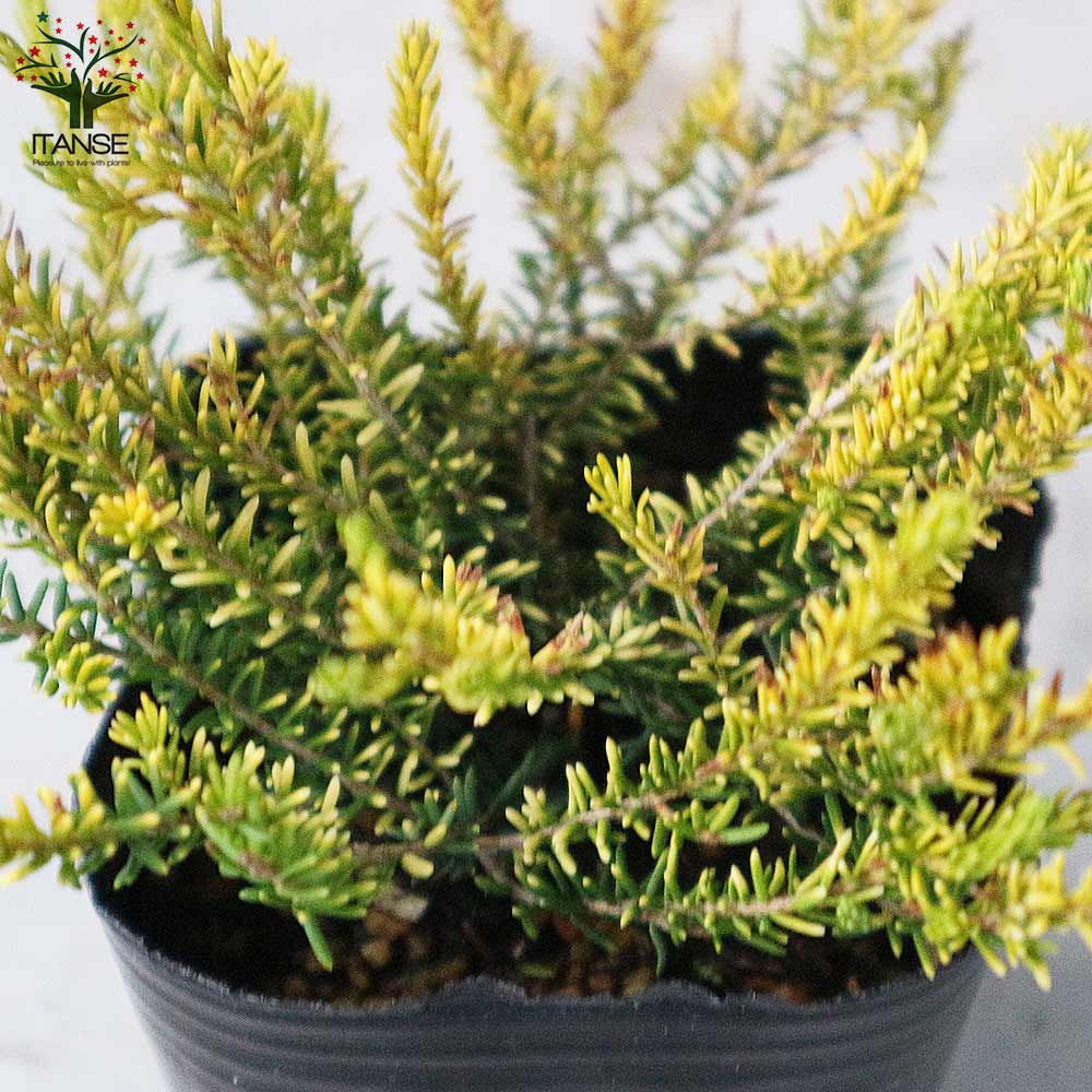 *エリカ* オーダーページ ドレス詳細（ENRICA（エンリカ））｜esum（エスム）｜Wedding