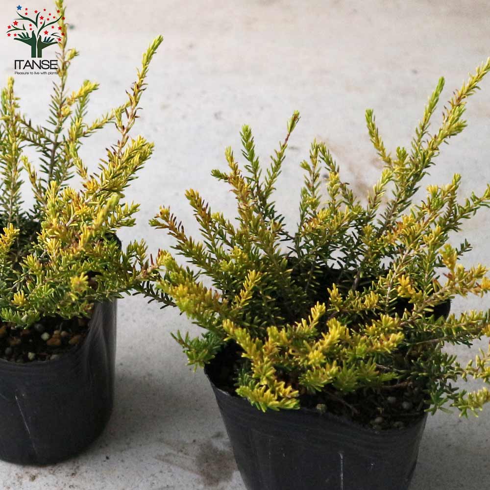 超希少ウリハダカエデ「メタリックゴールド」接木7号ポット苗 超希少ウリハダカエデ「メタリックゴールド」接木7号ポット苗