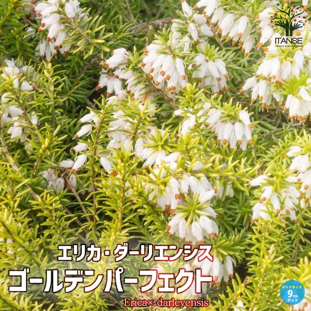 エリカ ダーリエンシス ゴールデンパーフェクト【花苗 9cmポット苗】