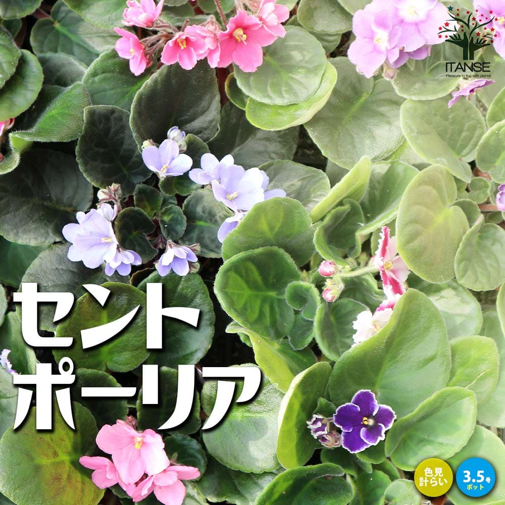 セントポーリア　Pon セントポーリア 色ミックス見計らい【花苗 3.5号ポット苗