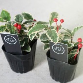 斑入りヤブコウジ 【2.5〜3号 花苗】