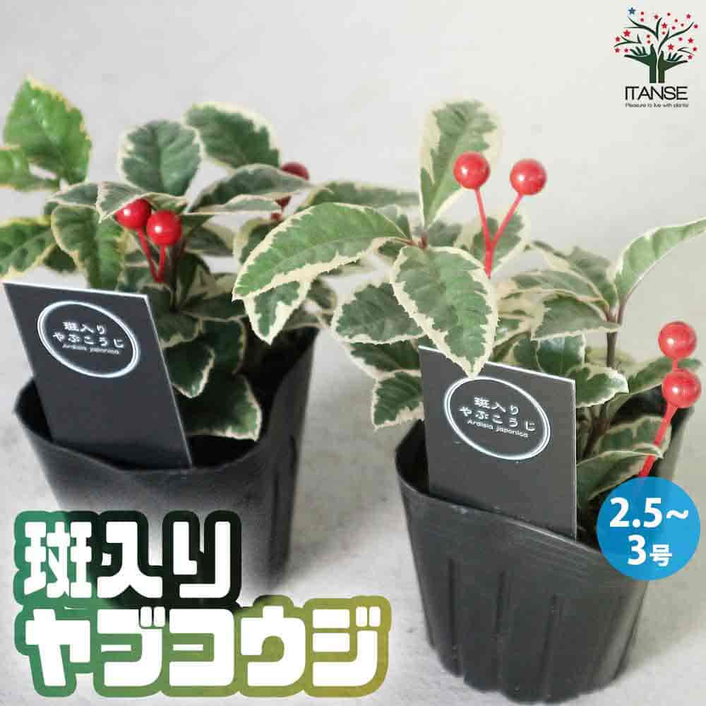 斑入りヤブコウジ 人工実付き【正月飾り 2.5～3号 花苗】