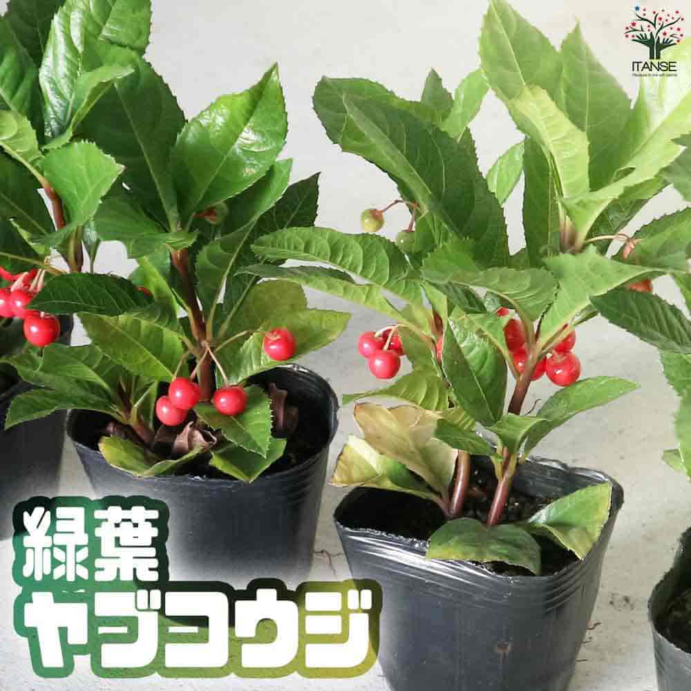 ヤブコウジ 緑葉【正月飾り 2.5～3号 花苗】