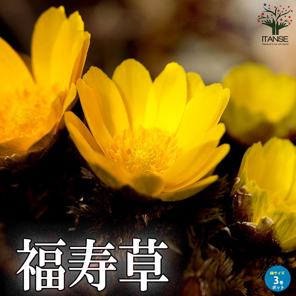 福寿草 (フクジュソウ) 【花苗 3号ポット】｜ 【植物のITANSE