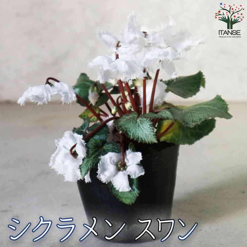 八重咲きガーデンシクラメン スクリュースター・グリーンティアラ2個